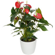 Plante d'intrieur - Anthurium rouge +Pot Blanc